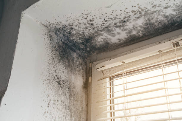Affordable Crawl Space Mold Removal solutions in Bernardsville, NJ